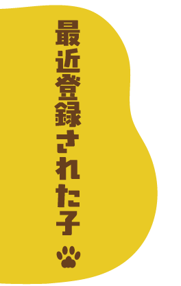 最近登録された子